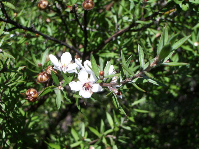 Tea Tree oil is known as first aid in a bottle.